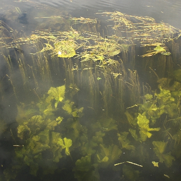 Impressionist Gallery Image